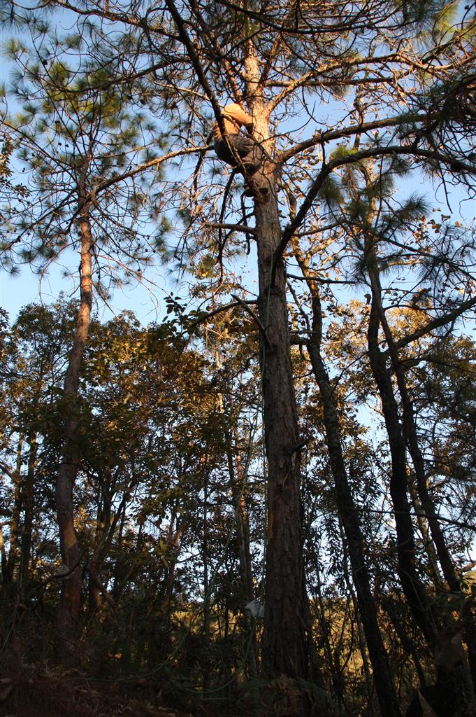 云南松禄丰家系17号