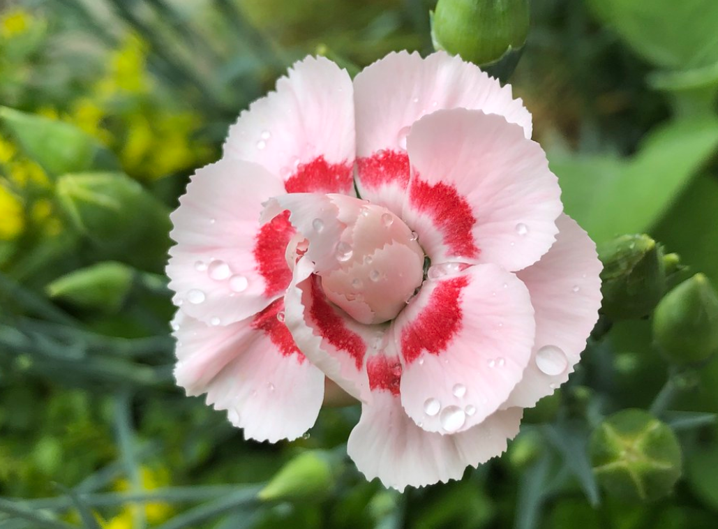 dianthus caryophyllus