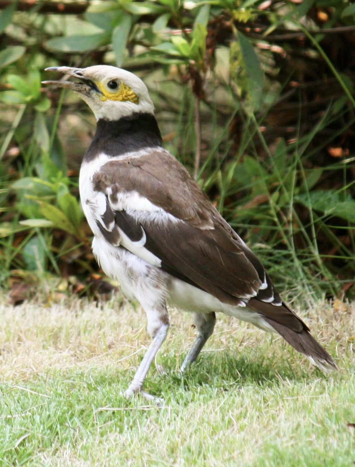  p>红嘴牛椋鸟(学名: i>acridotheres burmannicus /i>)是椋鸟科,八哥