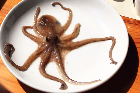 gnwh1vnrdb">活章鱼"san nak ji",是一道美味的冷盘佳肴,韩国日本菜品