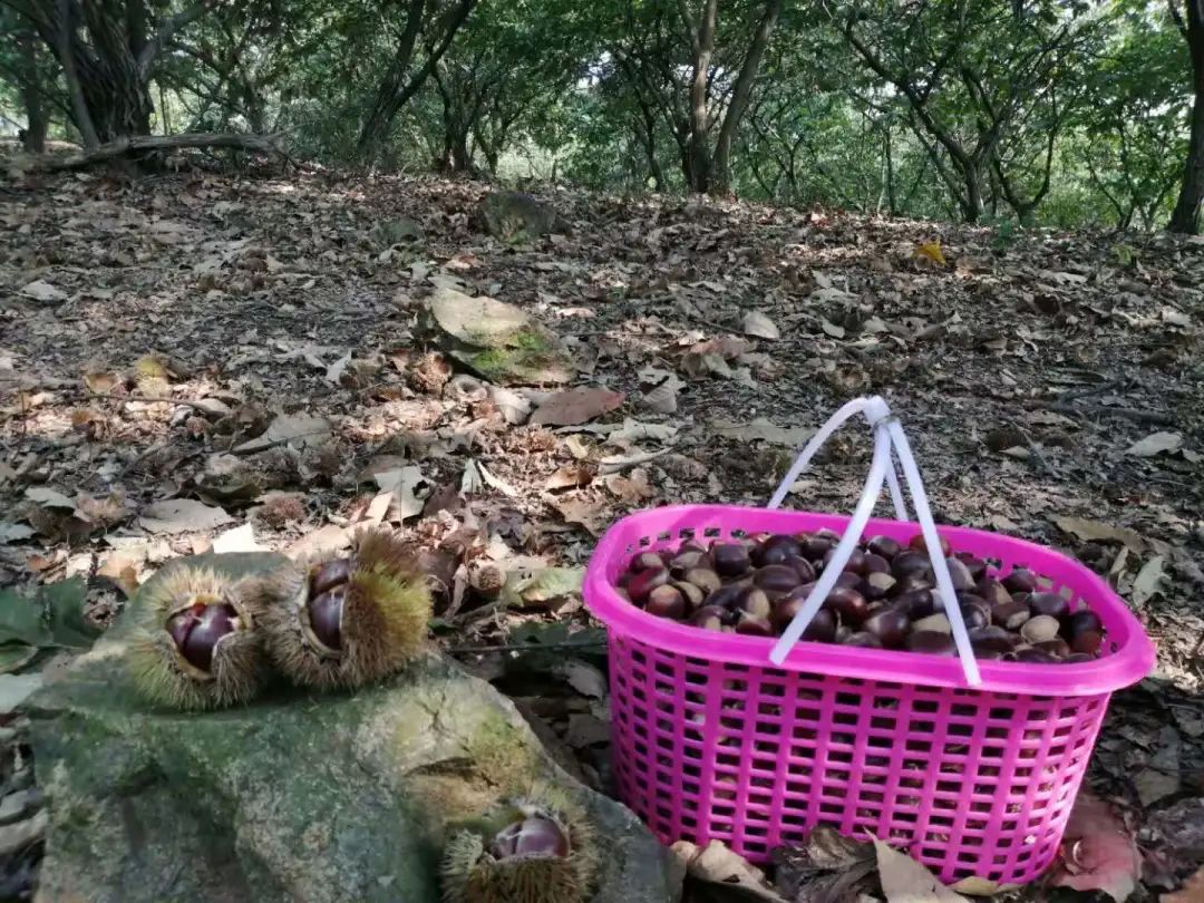 9月板栗飘香，快来溧水打板栗！_百科TA说