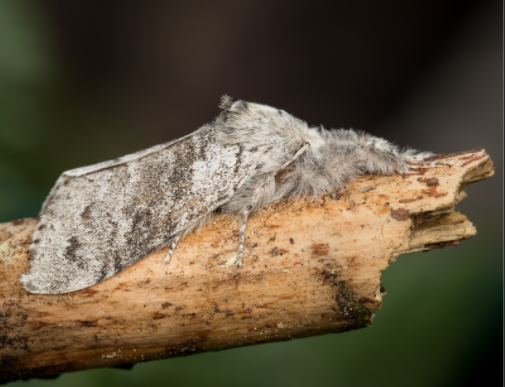 茅莓蚁舟蛾指名亚种