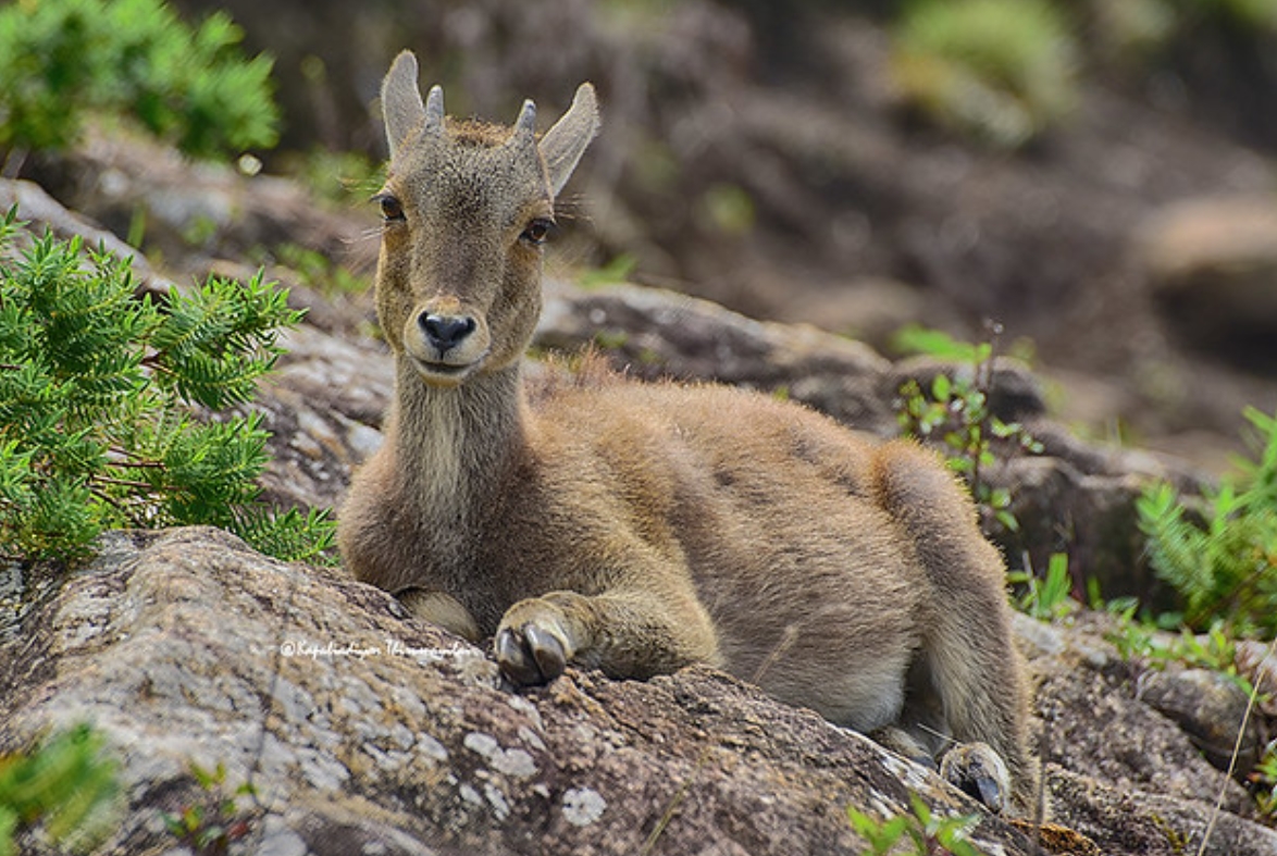 p>阿拉伯塔尔羊(学名: i>arabitragus jayakari /i>):是偶蹄目,牛科