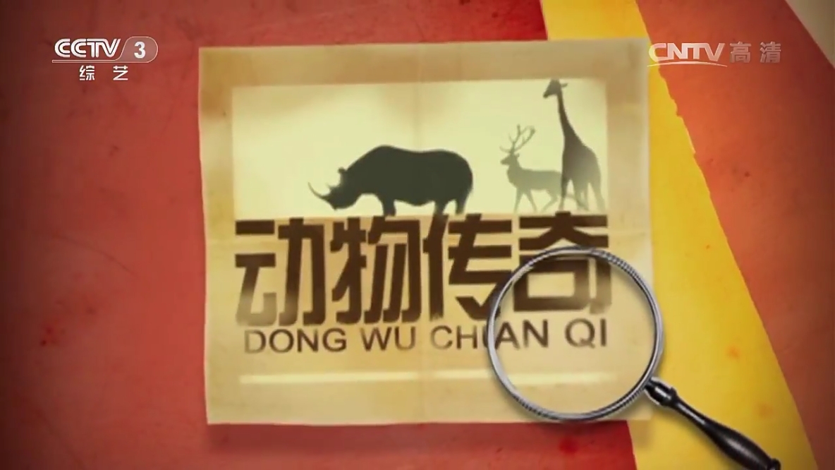 动物传奇