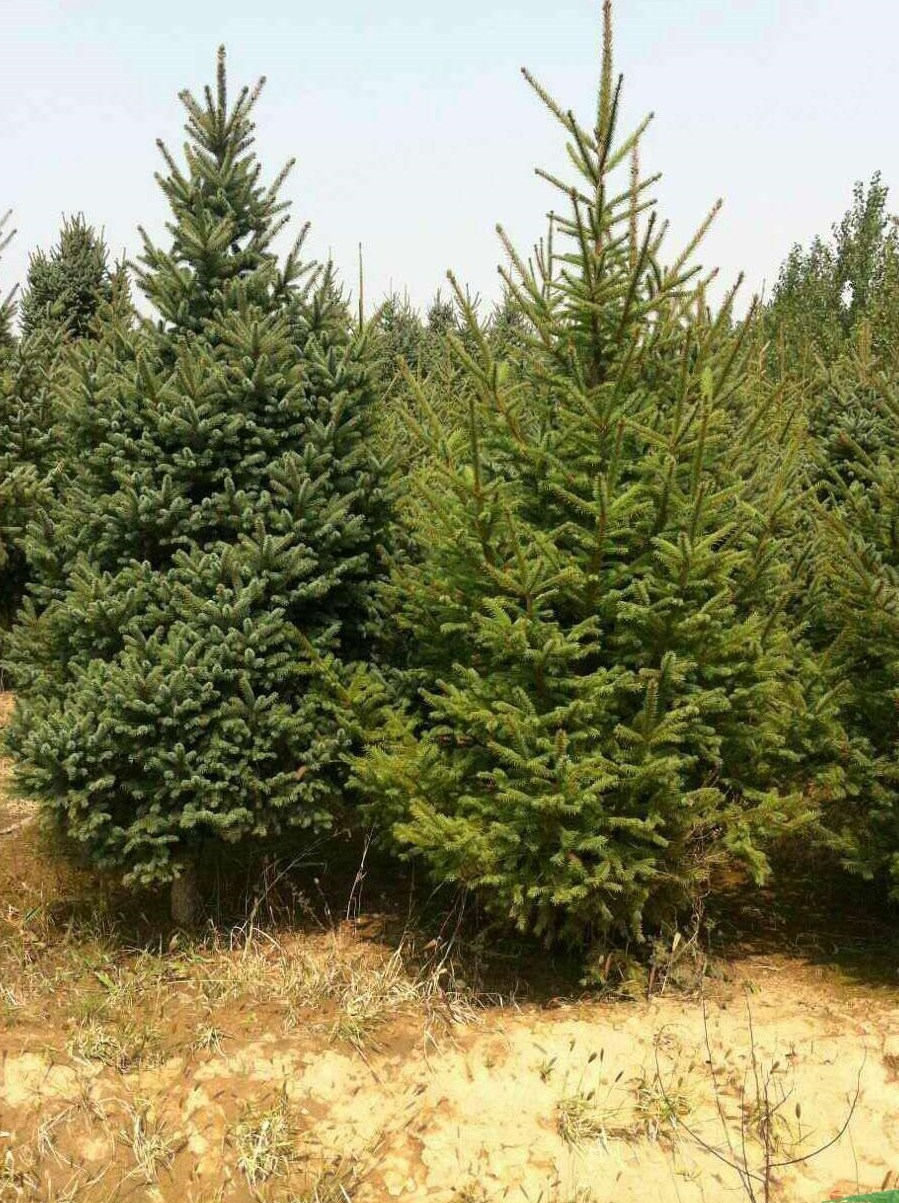 青海云杉嫁接无性系131号