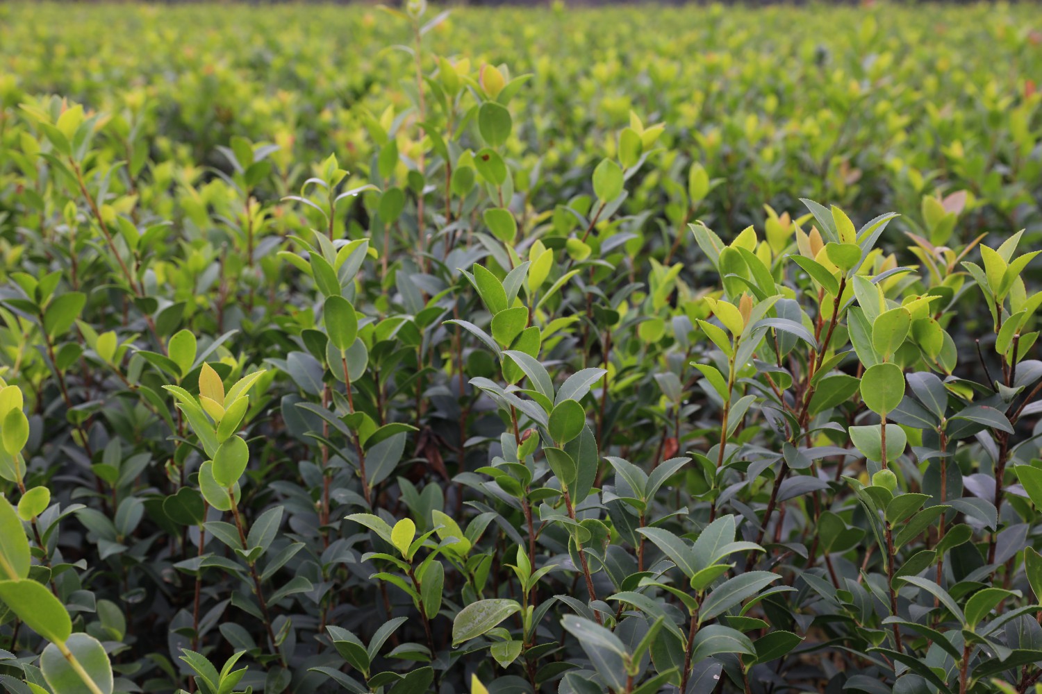 油茶无性系湘林354