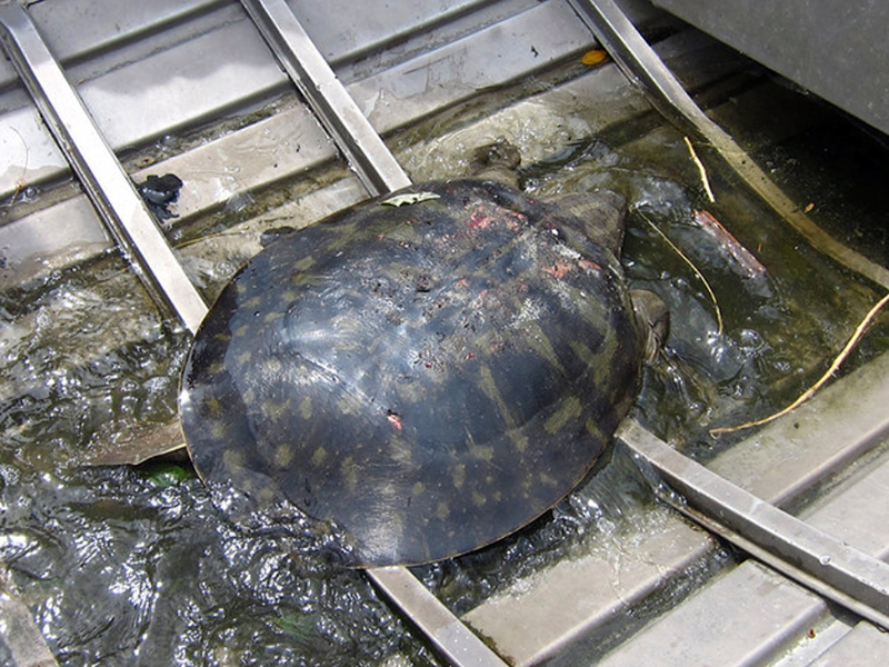  p>花背鼋(学名: i>pelochelys bibroni /i>):是鳖科,鼋属的 a target