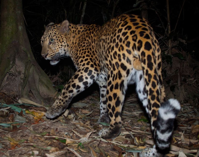  p>印度支那豹(学名: i>panthera pardus delacouri /i>):为哺乳纲