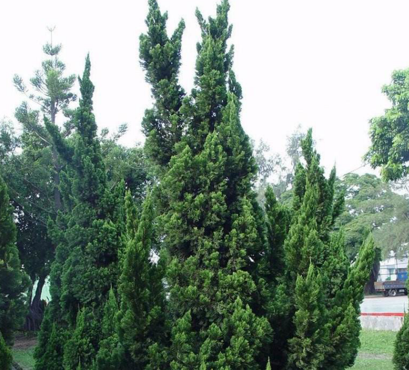 龙柏：忠贞树下埋忠骨_百科TA说