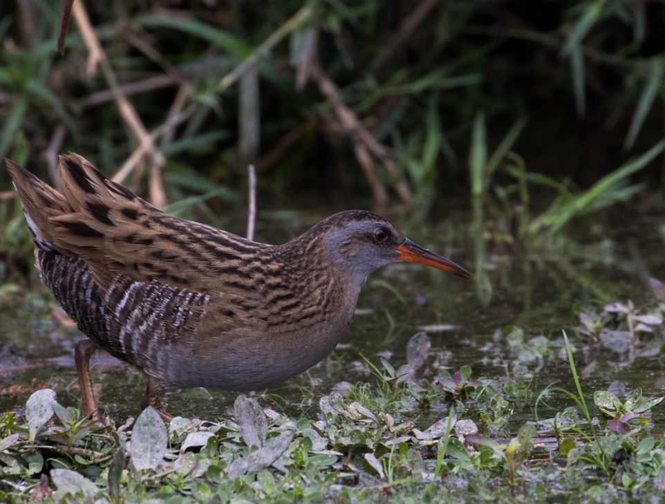  p>普通秧鸡(学名: i>rallus indicus /i>):是鹤形目,秧鸡科,秧鸡属的
