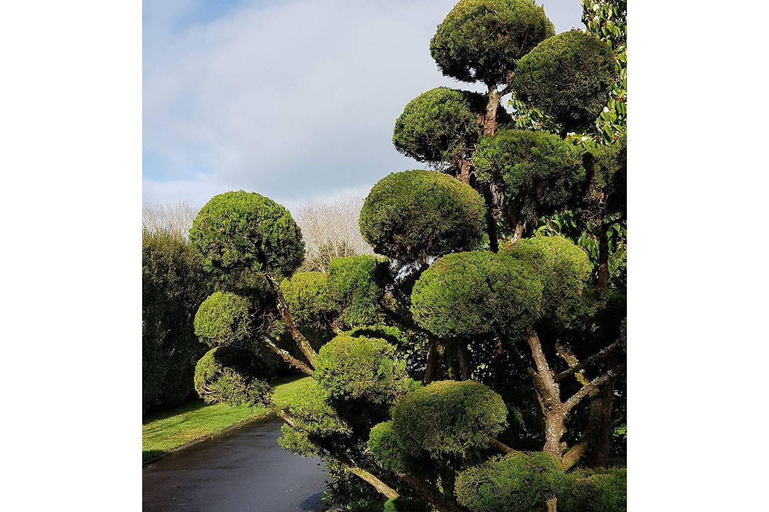 兰屿罗汉松海南个体003