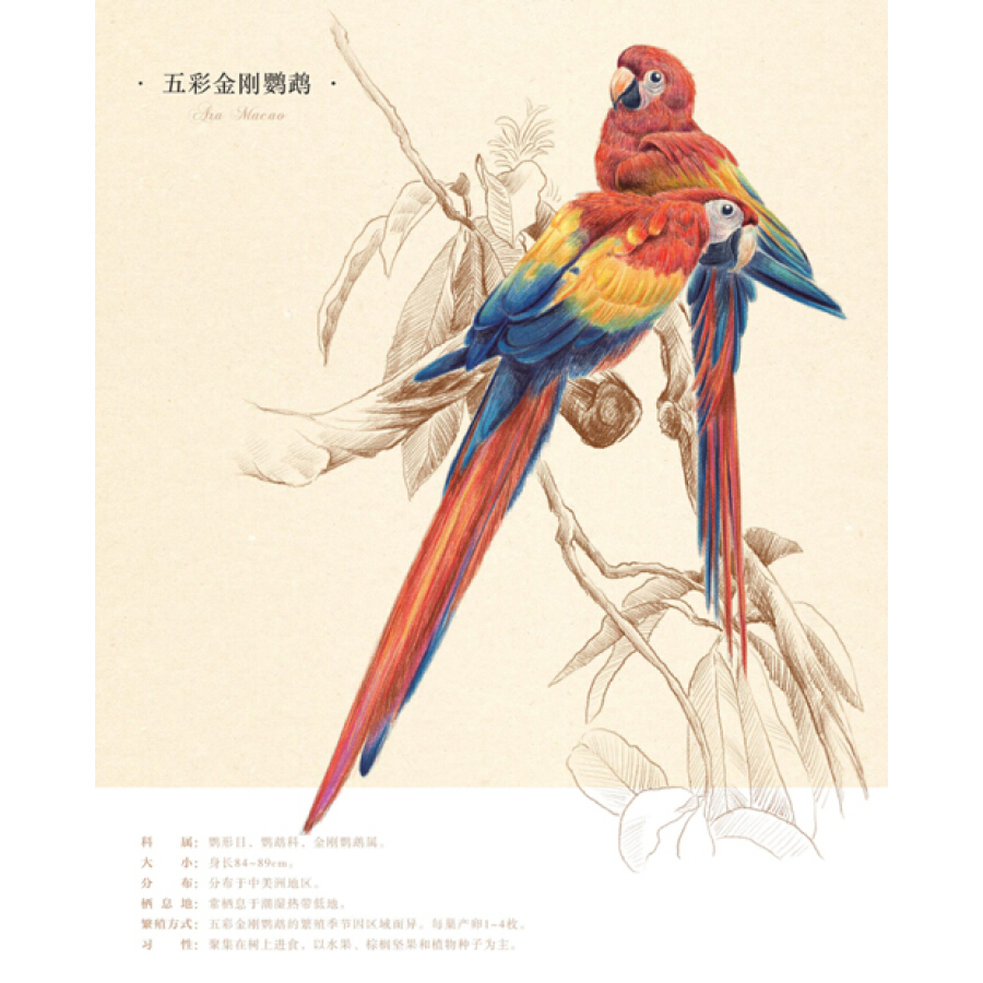 色铅笔图绘 鸟之绘》是2013年水利水电出版社出版的图书,作者是飞乐鸟