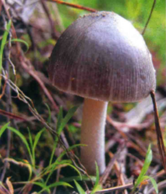 灰鹅膏