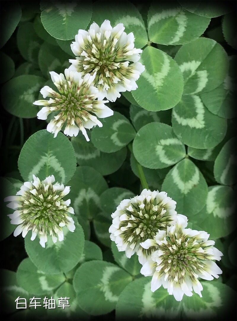 车轴草属,凤仙花属_大山谷图库