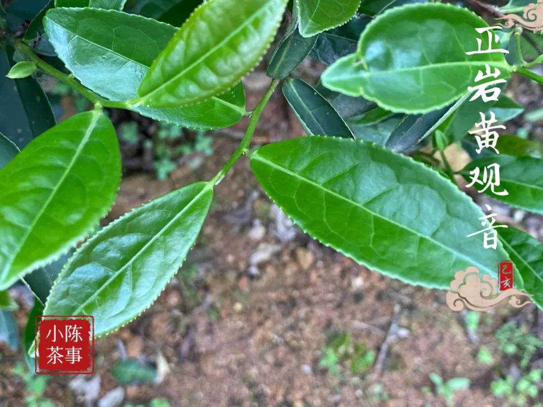 岩茶里，母树大红袍的“母树”是什么意思？它和母本有什么区别？_百科TA说