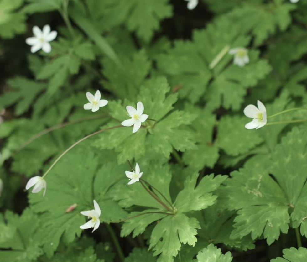  p>鹅掌草(学名: i>anemone flaccida /i> fr.