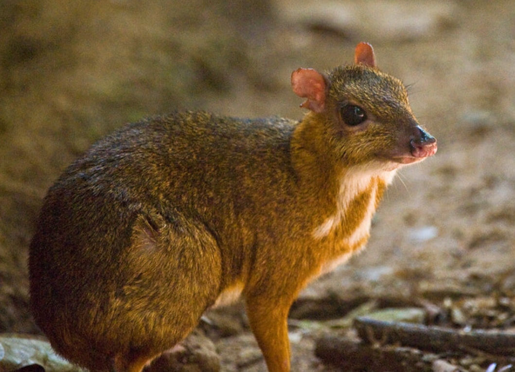 greater indo-malayan chevrotain
