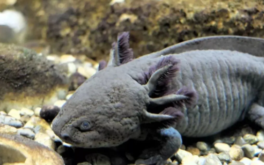 墨西哥钝口螈 这么粉嫩的六角恐龙有谁不喜欢 百科ta说