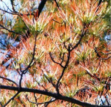 href="/item/油松/890953" data-lemmaid="890953">油松 /a>的病害