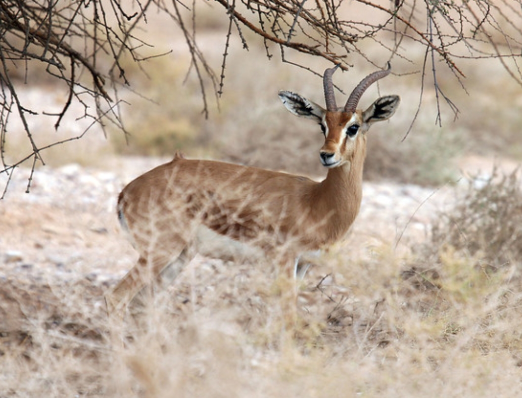  p>瞪羚属(学名: i>gazella /i>):是哺乳纲,偶蹄目,牛科的一属动物.