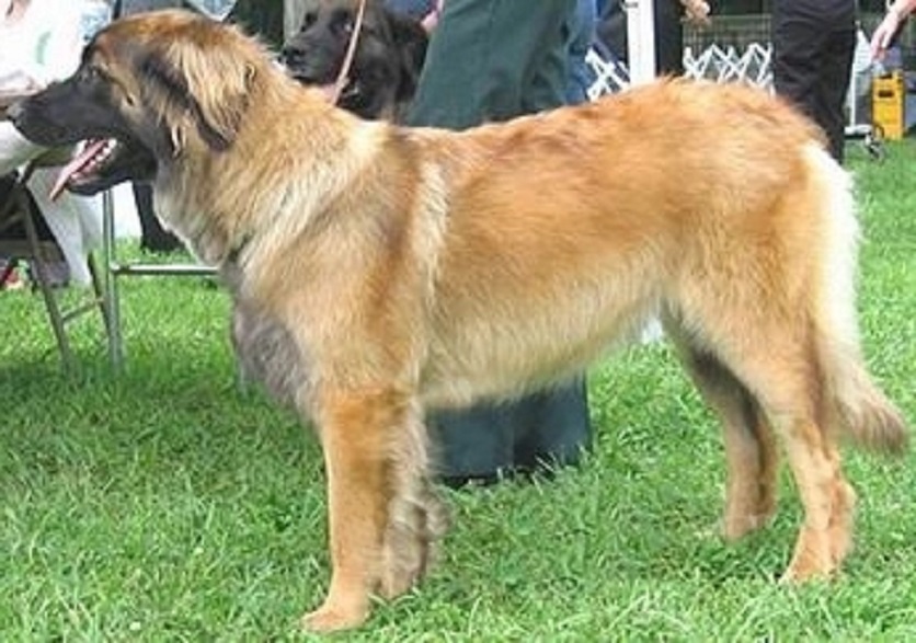  p>起源于19世纪,据认为是 a target="_blank" href="/item/兰西尔犬