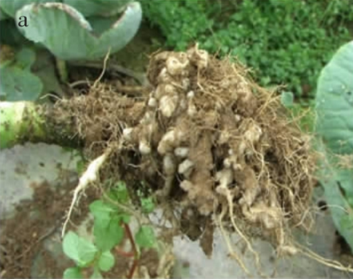  p>甘蓝根肿病是由芸薹根肿菌引起的,发生在 a target="_blank" href=