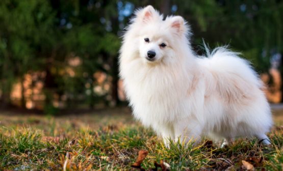 银狐犬（原产于日本的独立犬种）_百度百科