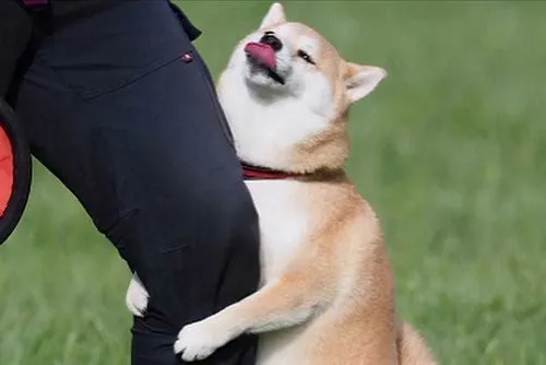 柴犬抱大腿是什么意思 - 知晓星球