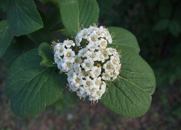  p>短序荚蒾(学名:viburnum brevipes)是 a href="#" data-lemmaid="