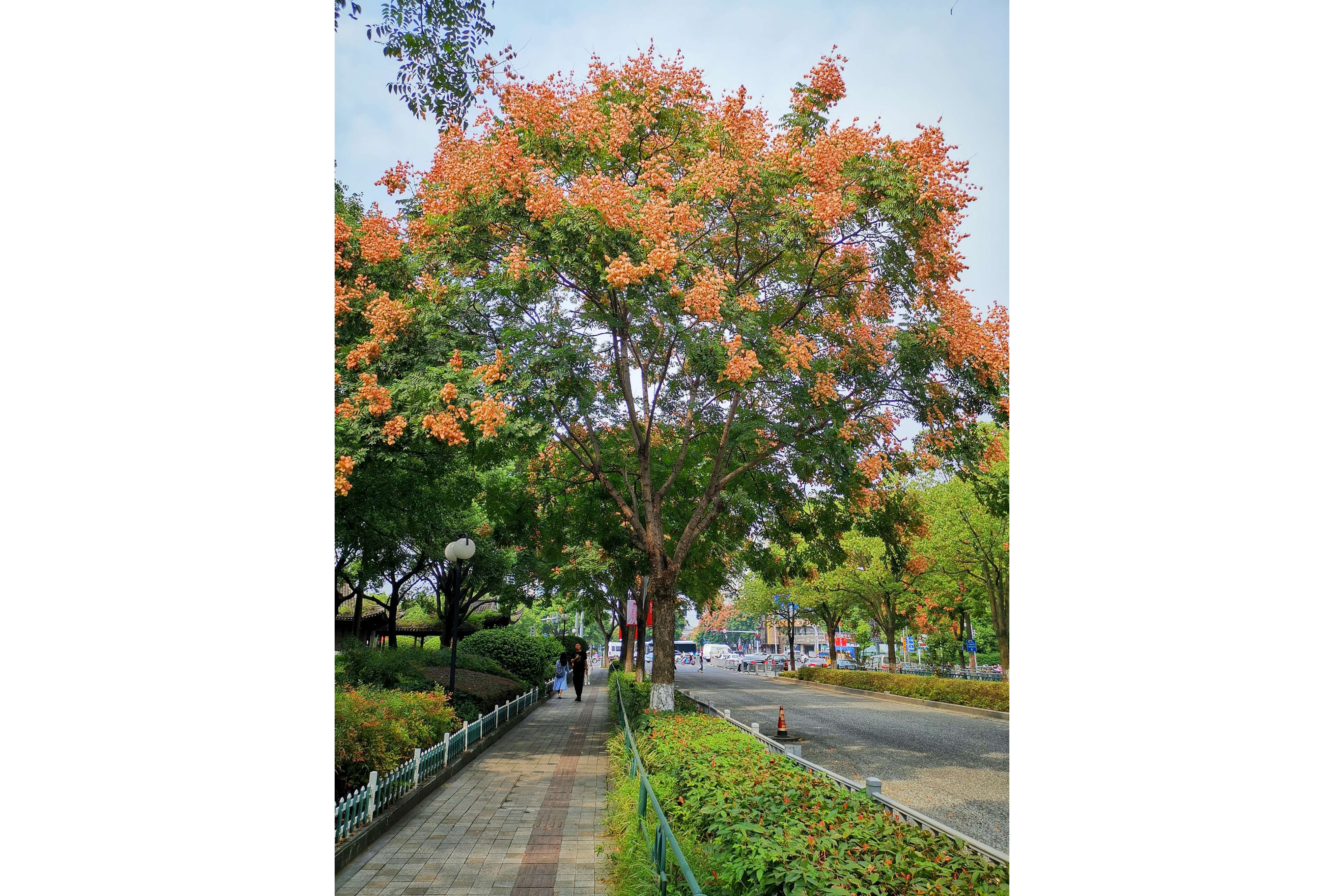  p data-id="gnt71rfnr6">栾树( i>koelreuteria paniculata /i>)