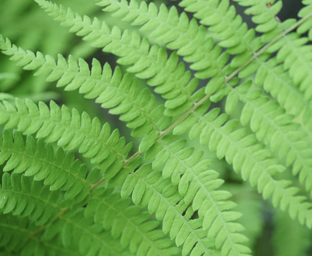  p>沼泽蕨(学名: i>thelypteris palustris /i> (l.