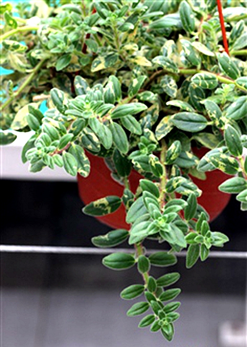 鲸鱼花的养殖方法