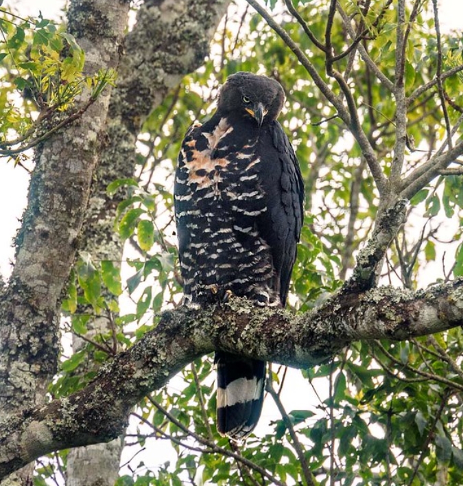  p>冠鹰雕(学名: i>stephanoaetus coronatus /i>):是鹰科,冠鹰雕属的