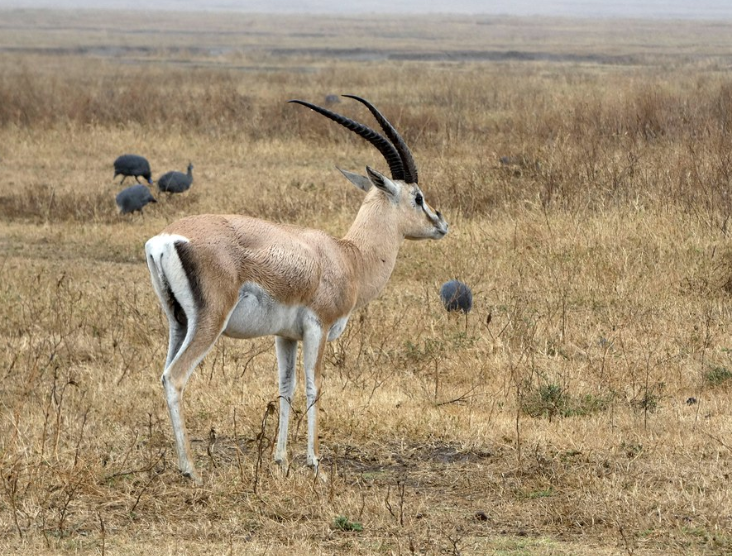  p>葛氏苍羚(学名: i>nanger granti /i>):是偶蹄目,牛科,苍羚属的