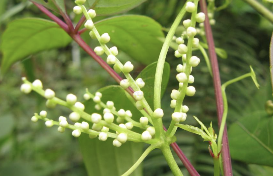 别名:  山海螺   角参   a target="_blank" href="/item/轮叶党参