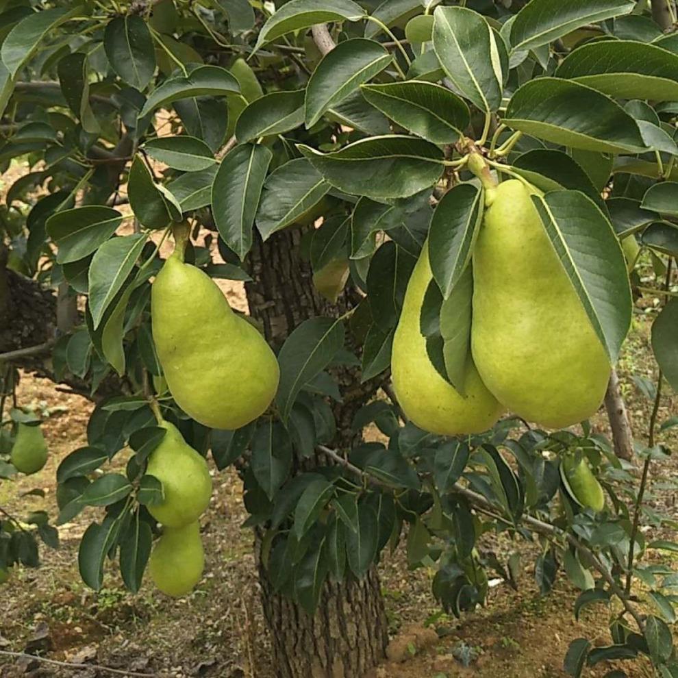 太婆梨