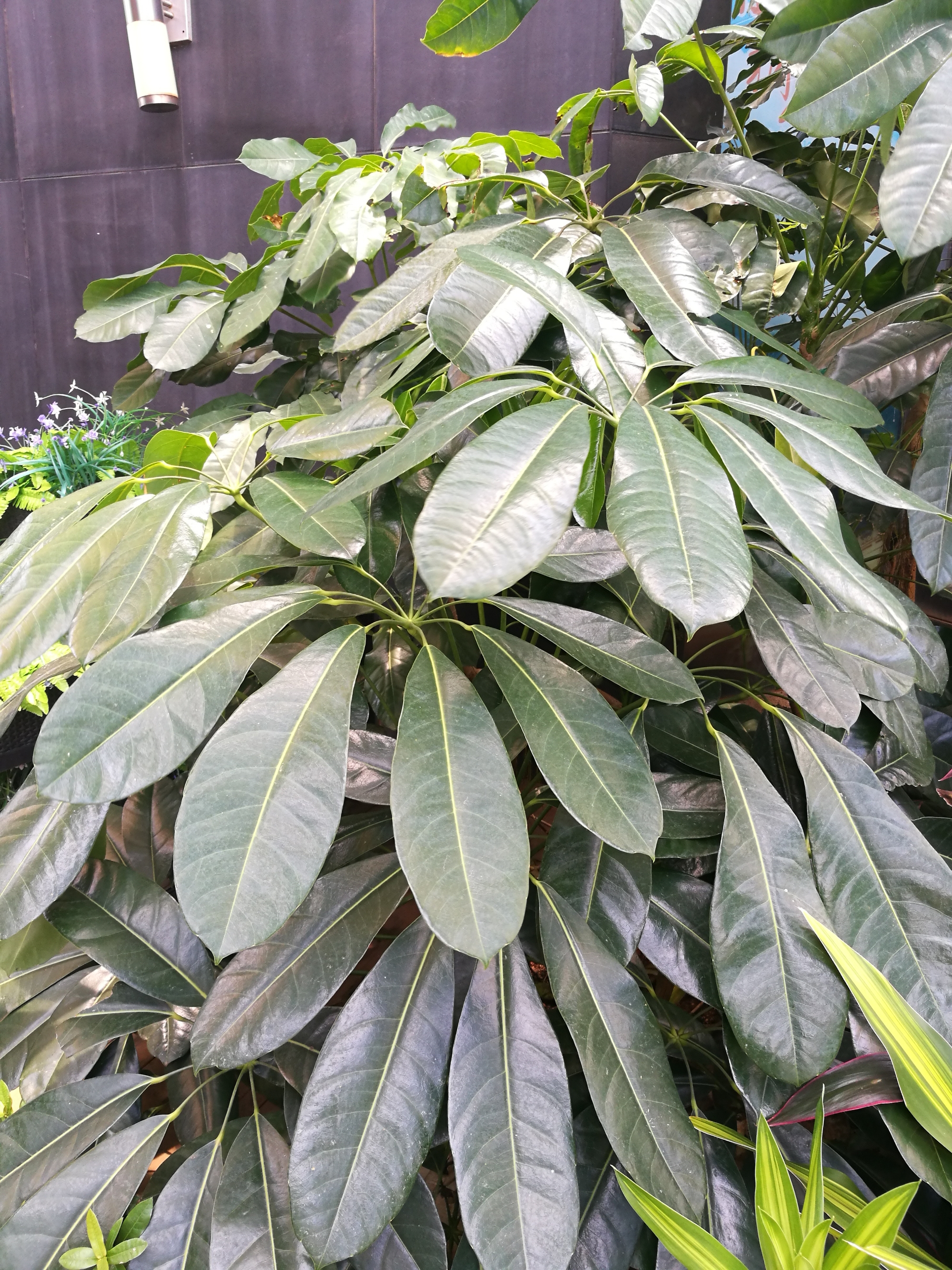  p data-id="gnwl1ydcra">阔叶树:叶子宽阔的树.