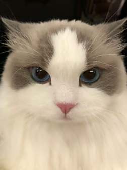 布偶猫图片