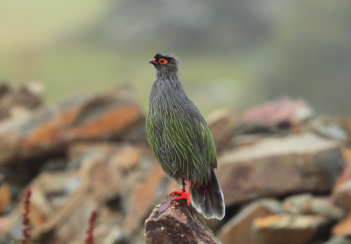  p>血雉(学名: i>ithaginis cruentus /i>)雉科血雉属鸟类,别名血鸡