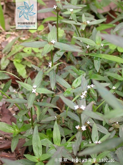 mey.)是茜草科丰花草属植物,一年生直立草本,高15-60cm. /p>