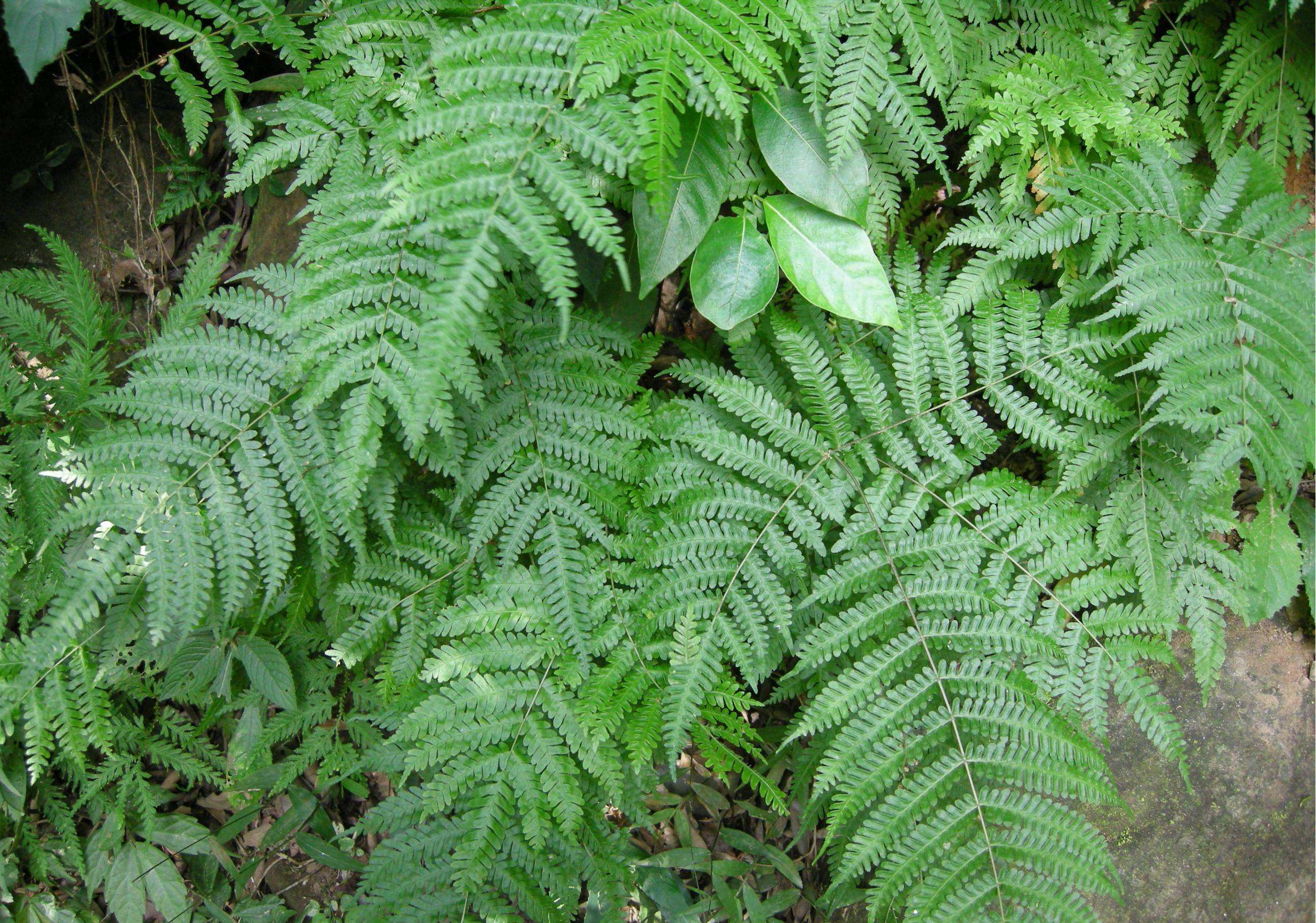 pteris multifida poir