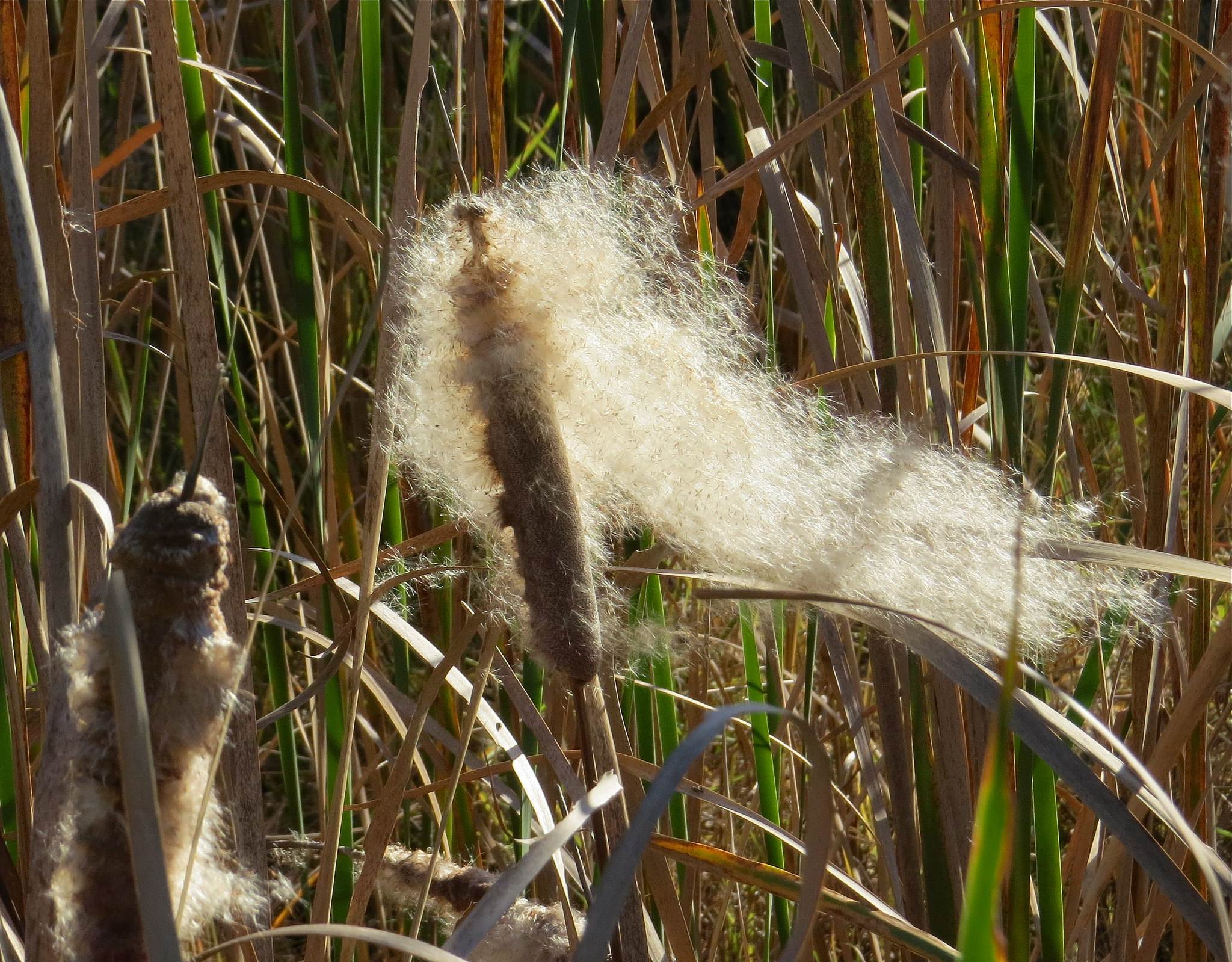  p>小香蒲(学名: i>typha minima /i>  funck),是 a target="_blank"