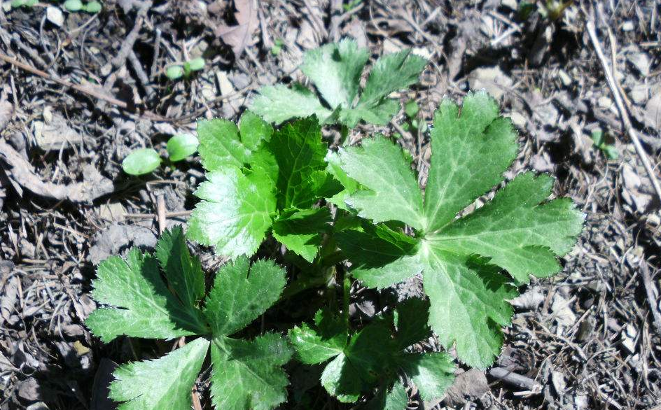  p>台湾变豆菜, a target="_blank" href="/item/多年生/207889" data