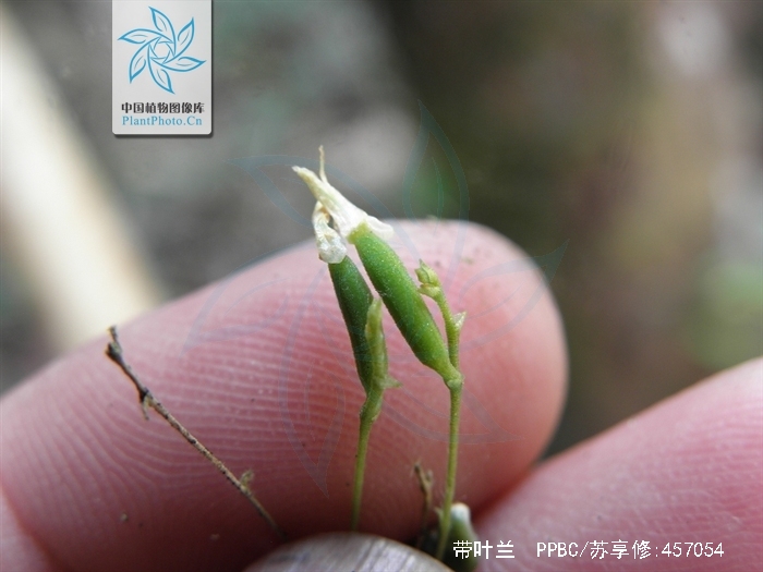  p>带叶兰(学名: i>taeniophyllum glandulosum /i>  bl.