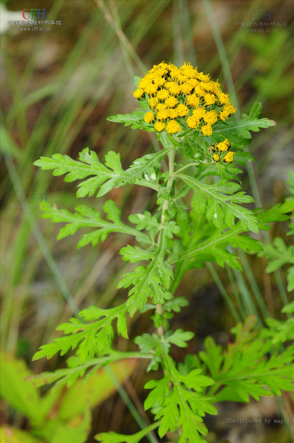  p>亚菊属( a target="_blank" href="/item