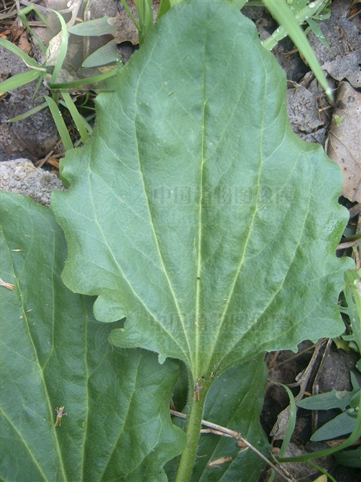  p>大车前(学名: i>plantago major /i> l.