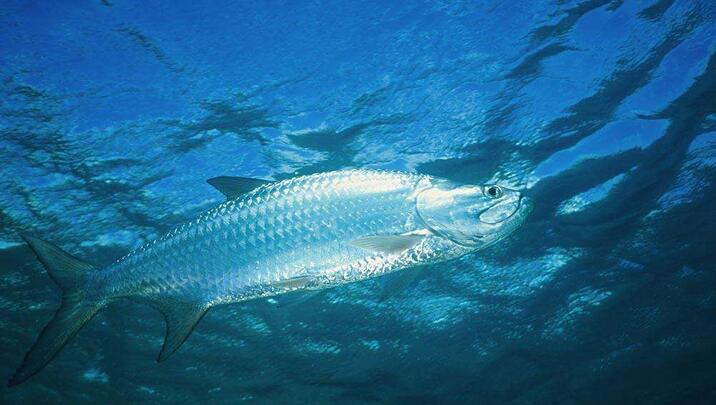  p>海鲢目是 a href="#" data-lemmaid="10076599">辐鳍鱼类 /a>中的