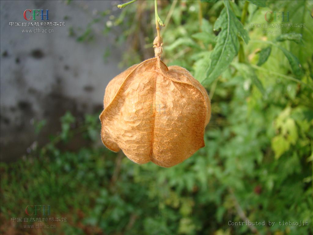  p> b>倒地铃属 /b>( a target="_blank" href="/item/学名/8074290"