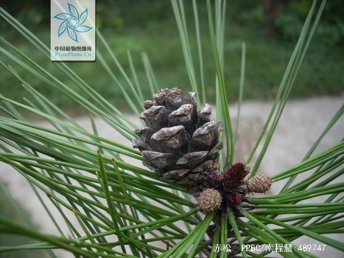  p>赤松( i>pinus densiflora /i> sieb. et zucc.