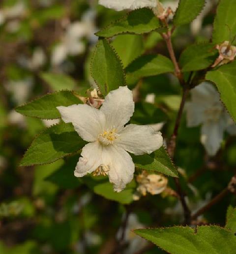 p>大花溲疏(学名: i>deutzia grandiflora  /i>bunge.